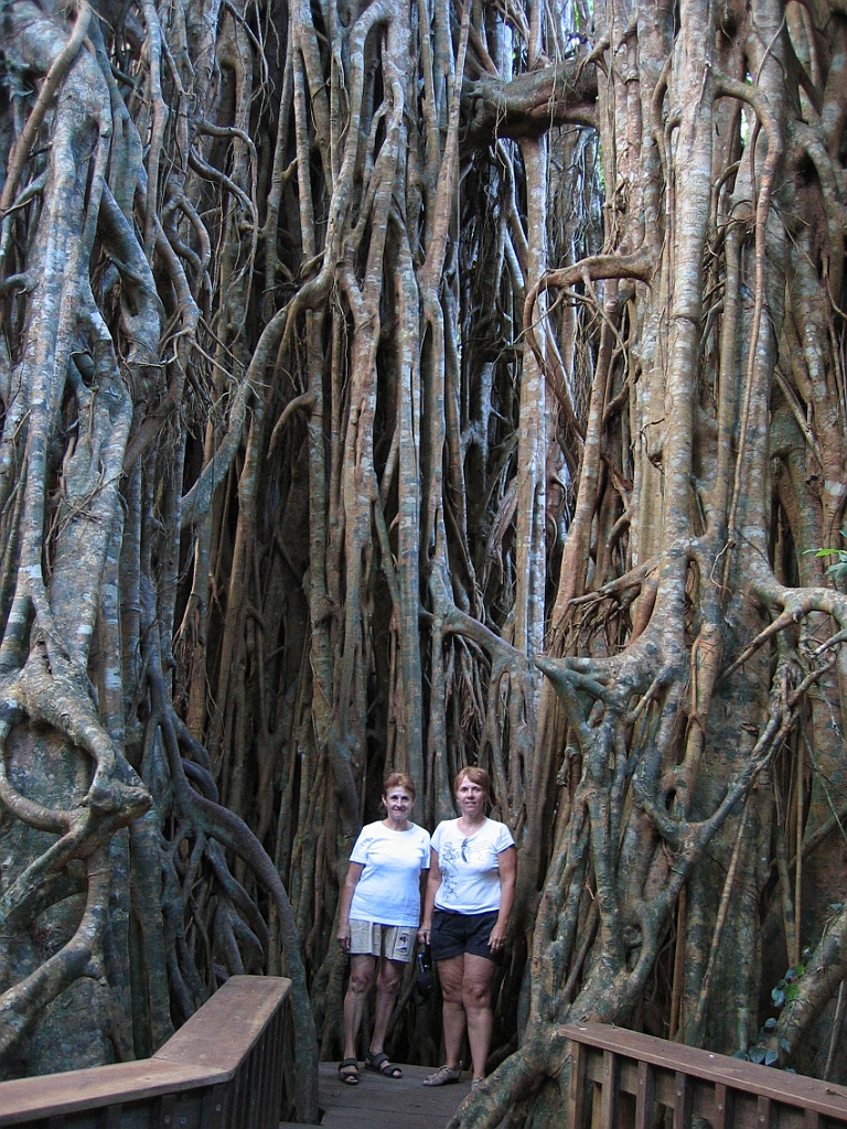 130 Cathedral Fig Tree.jpg